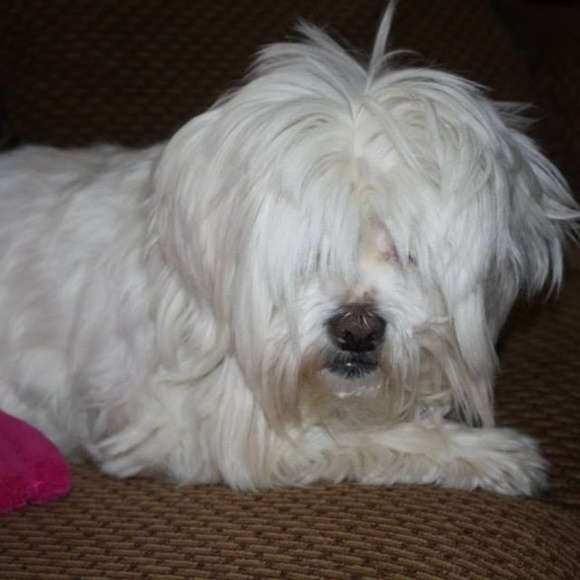 Meet your Posher, Tricia - Picture 3 of 6